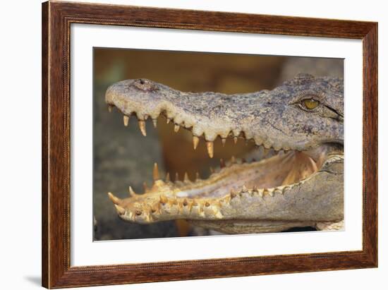 Crocodile-DLILLC-Framed Photographic Print