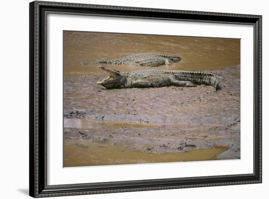 Crocodile-DLILLC-Framed Photographic Print