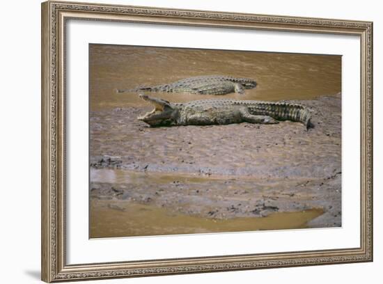 Crocodile-DLILLC-Framed Photographic Print