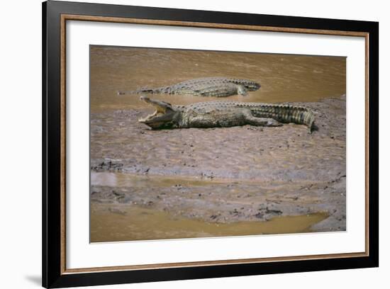 Crocodile-DLILLC-Framed Photographic Print