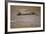 Crocodile-DLILLC-Framed Photographic Print