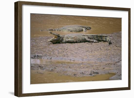 Crocodile-DLILLC-Framed Photographic Print