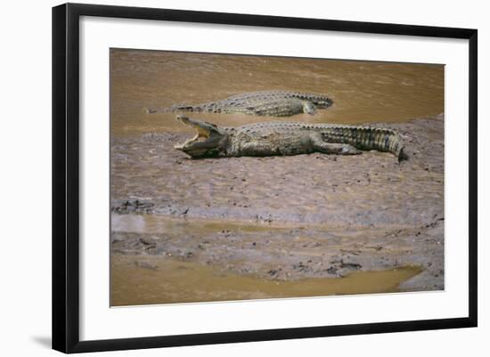 Crocodile-DLILLC-Framed Photographic Print