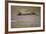 Crocodile-DLILLC-Framed Photographic Print