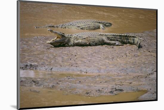 Crocodile-DLILLC-Mounted Photographic Print