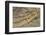 Crocodile-DLILLC-Framed Photographic Print