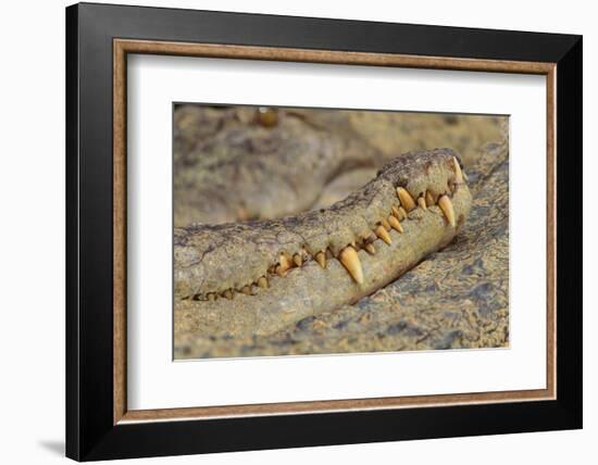 Crocodile-DLILLC-Framed Photographic Print