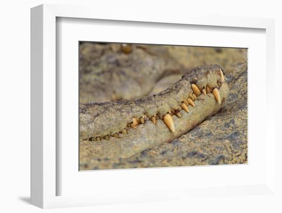 Crocodile-DLILLC-Framed Photographic Print