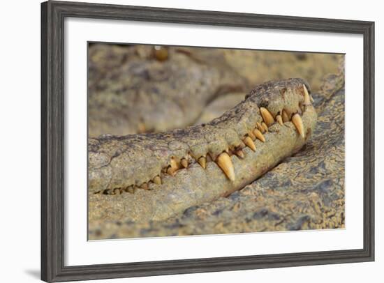 Crocodile-DLILLC-Framed Photographic Print