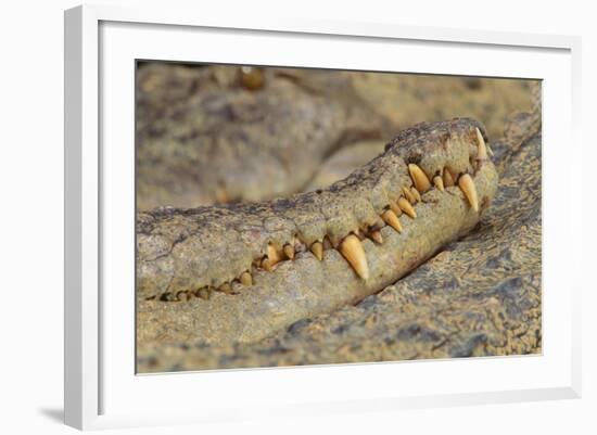 Crocodile-DLILLC-Framed Photographic Print