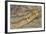 Crocodile-DLILLC-Framed Photographic Print