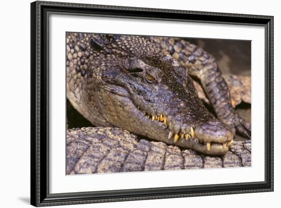 Crocodile-DLILLC-Framed Photographic Print