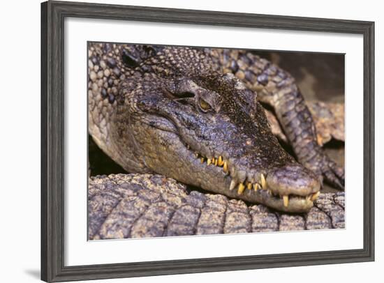 Crocodile-DLILLC-Framed Photographic Print