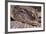 Crocodile-DLILLC-Framed Photographic Print