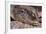 Crocodile-DLILLC-Framed Photographic Print