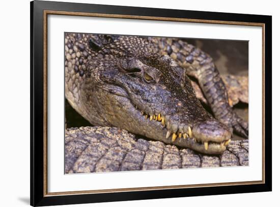 Crocodile-DLILLC-Framed Photographic Print