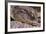 Crocodile-DLILLC-Framed Photographic Print