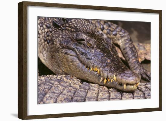 Crocodile-DLILLC-Framed Photographic Print