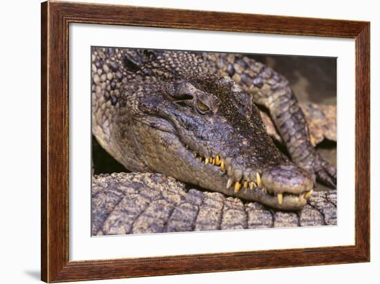 Crocodile-DLILLC-Framed Photographic Print