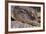 Crocodile-DLILLC-Framed Photographic Print