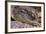 Crocodile-DLILLC-Framed Photographic Print