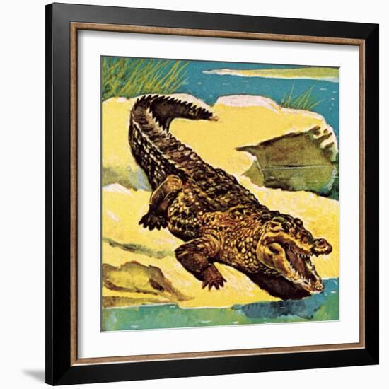 Crocodile-English School-Framed Giclee Print