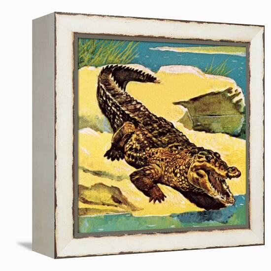 Crocodile-English School-Framed Premier Image Canvas