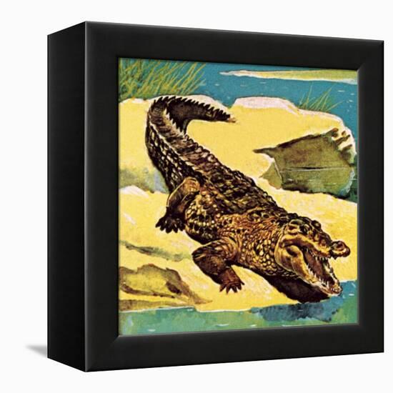 Crocodile-English School-Framed Premier Image Canvas