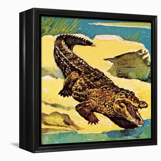 Crocodile-English School-Framed Premier Image Canvas
