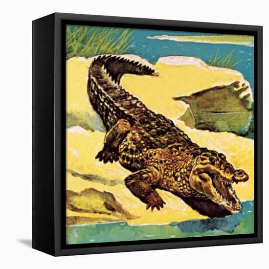 Crocodile-English School-Framed Premier Image Canvas