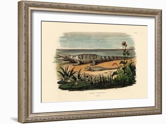 Crocodiles, 1833-39-null-Framed Giclee Print