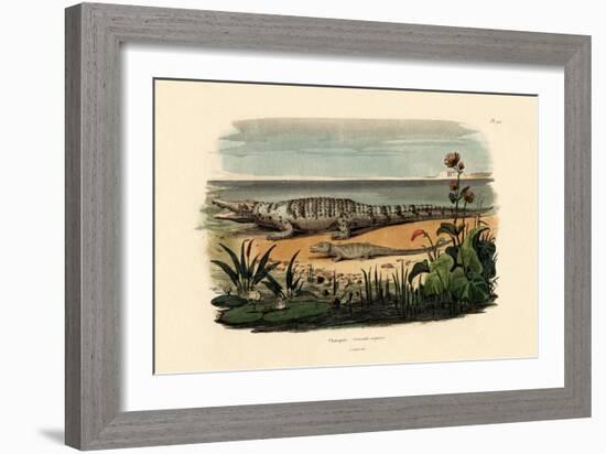 Crocodiles, 1833-39-null-Framed Giclee Print