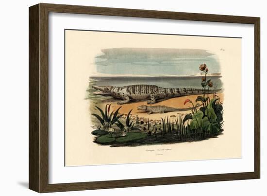 Crocodiles, 1833-39-null-Framed Giclee Print