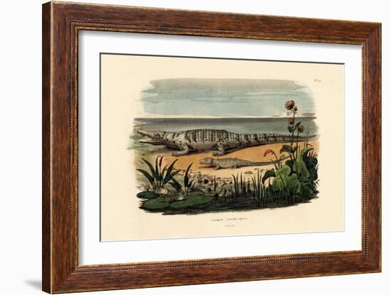 Crocodiles, 1833-39-null-Framed Giclee Print
