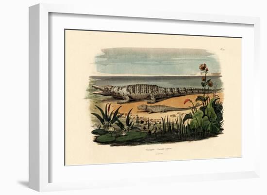 Crocodiles, 1833-39-null-Framed Giclee Print