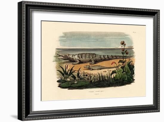 Crocodiles, 1833-39-null-Framed Giclee Print