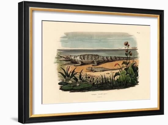 Crocodiles, 1833-39-null-Framed Giclee Print