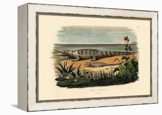 Crocodiles, 1833-39-null-Framed Premier Image Canvas