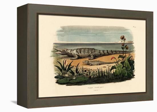 Crocodiles, 1833-39-null-Framed Premier Image Canvas