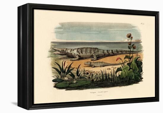 Crocodiles, 1833-39-null-Framed Premier Image Canvas