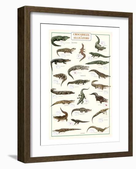 Crocodiles and Alligators-null-Framed Art Print