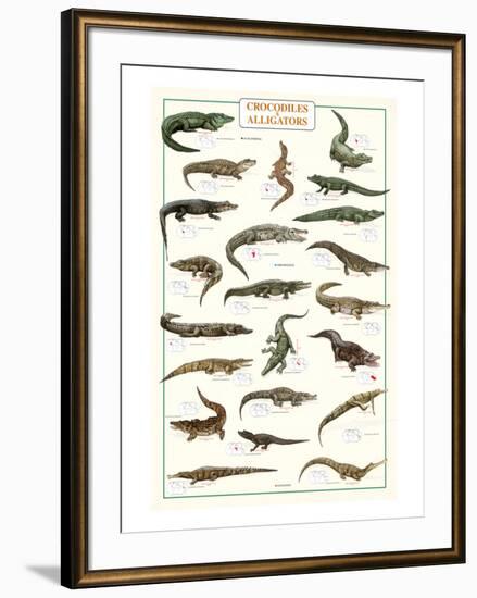 Crocodiles and Alligators-null-Framed Art Print