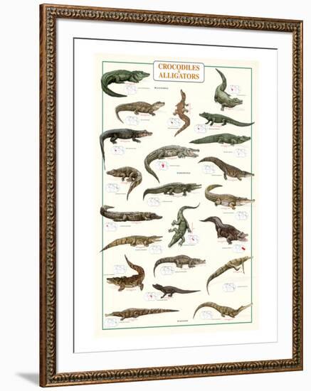 Crocodiles and Alligators-null-Framed Art Print