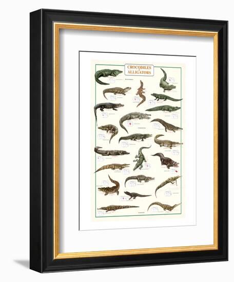 Crocodiles and Alligators-null-Framed Art Print