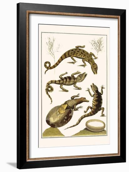 Crocodiles and Plants-Albertus Seba-Framed Premium Giclee Print