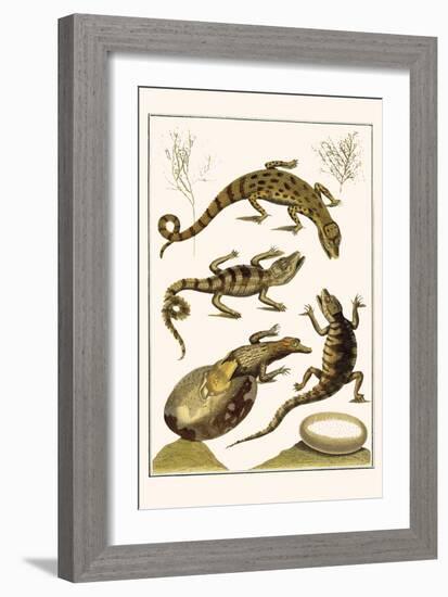 Crocodiles and Plants-Albertus Seba-Framed Art Print