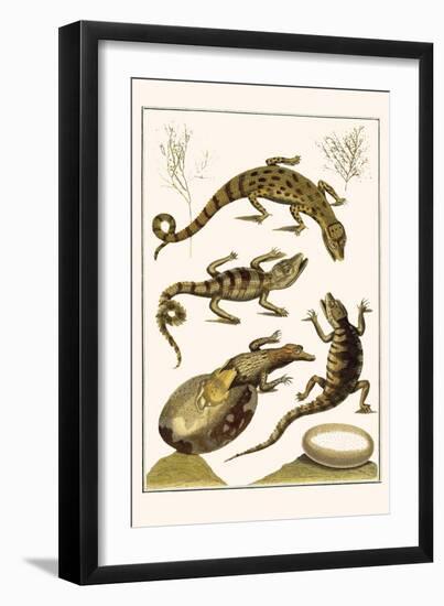 Crocodiles and Plants-Albertus Seba-Framed Art Print