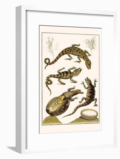 Crocodiles and Plants-Albertus Seba-Framed Art Print