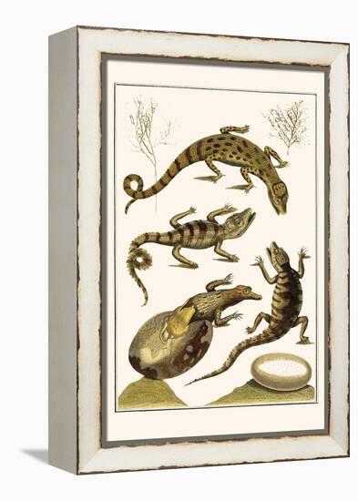 Crocodiles and Plants-Albertus Seba-Framed Stretched Canvas