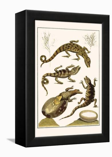 Crocodiles and Plants-Albertus Seba-Framed Stretched Canvas